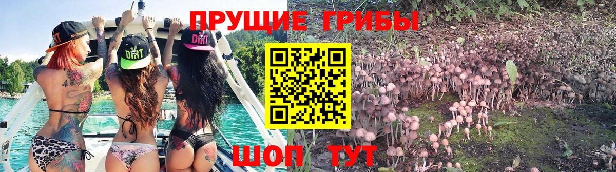 Псилоцибиновые грибы Psilocybe Долгопрудный